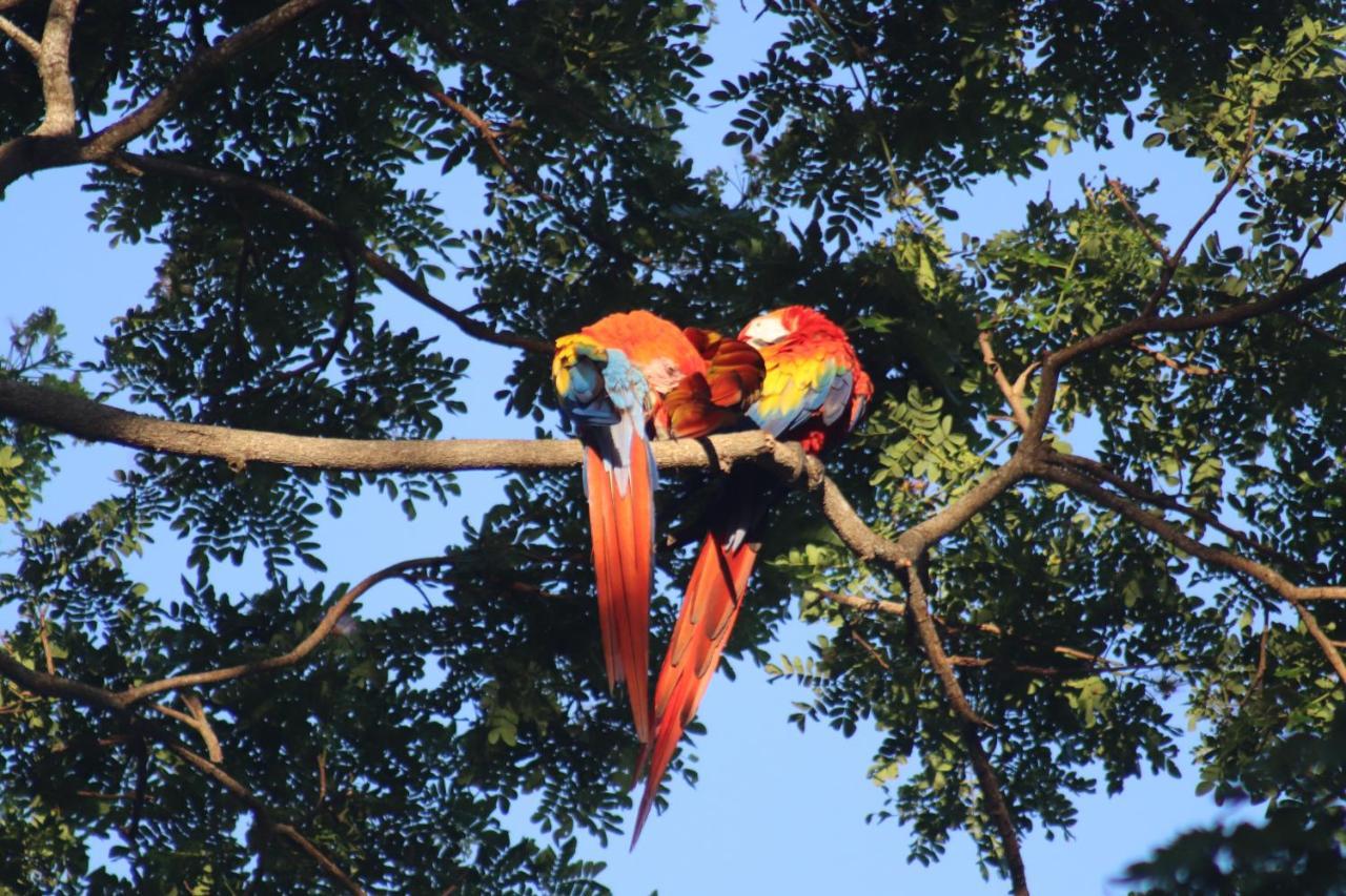 Bed and Breakfast House Of The Macaws Tárcoles Esterno foto