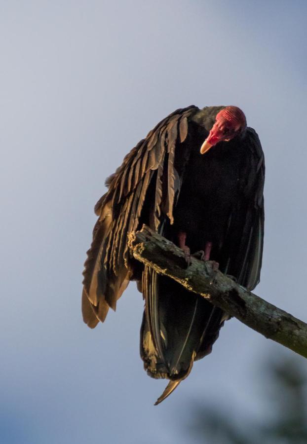 Bed and Breakfast House Of The Macaws Tárcoles Esterno foto