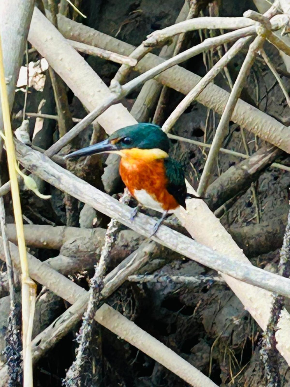Bed and Breakfast House Of The Macaws Tárcoles Esterno foto